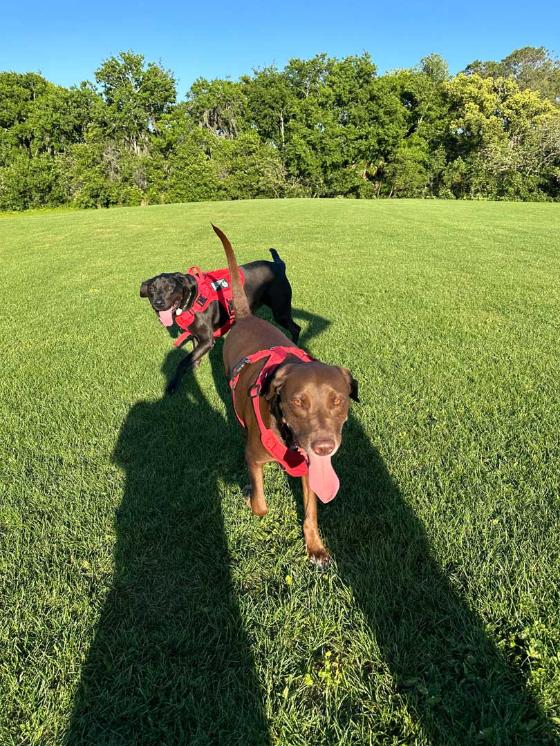 A black labrador mix and a brown labrador mix playing on an open grass field.