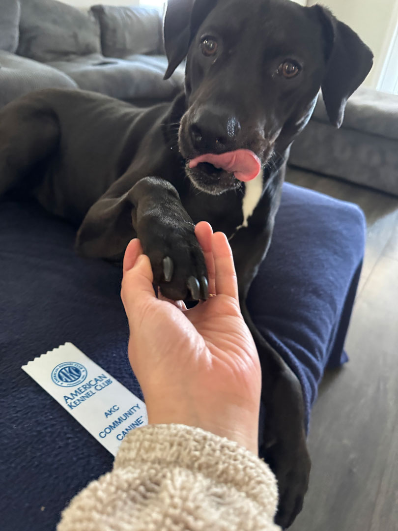 Black labrador mix dog giving Rada his paw and licking his lips, next to a American Kennel Club Community Canine ribbon.