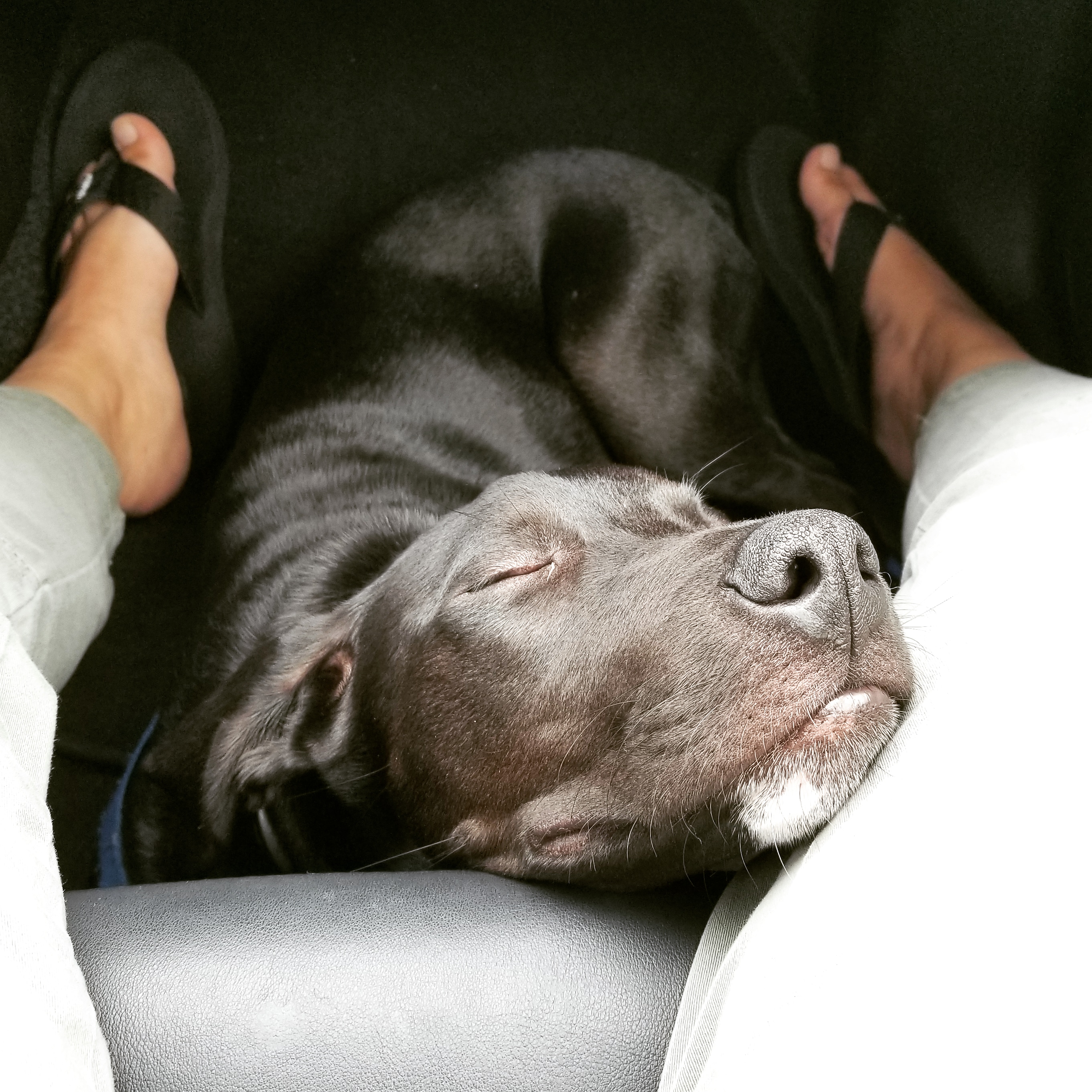 A black labrador mix dog sleeping in the front passenger seat of a car on Rada's lap.